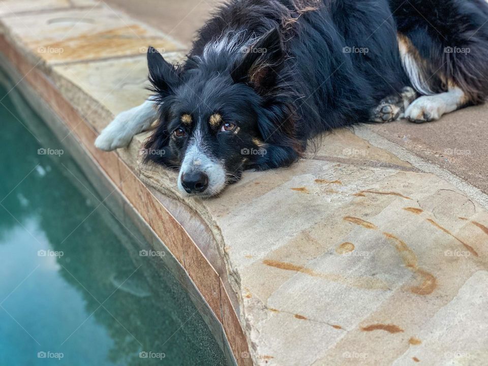 Black and white border collie lying next to a swimming pool