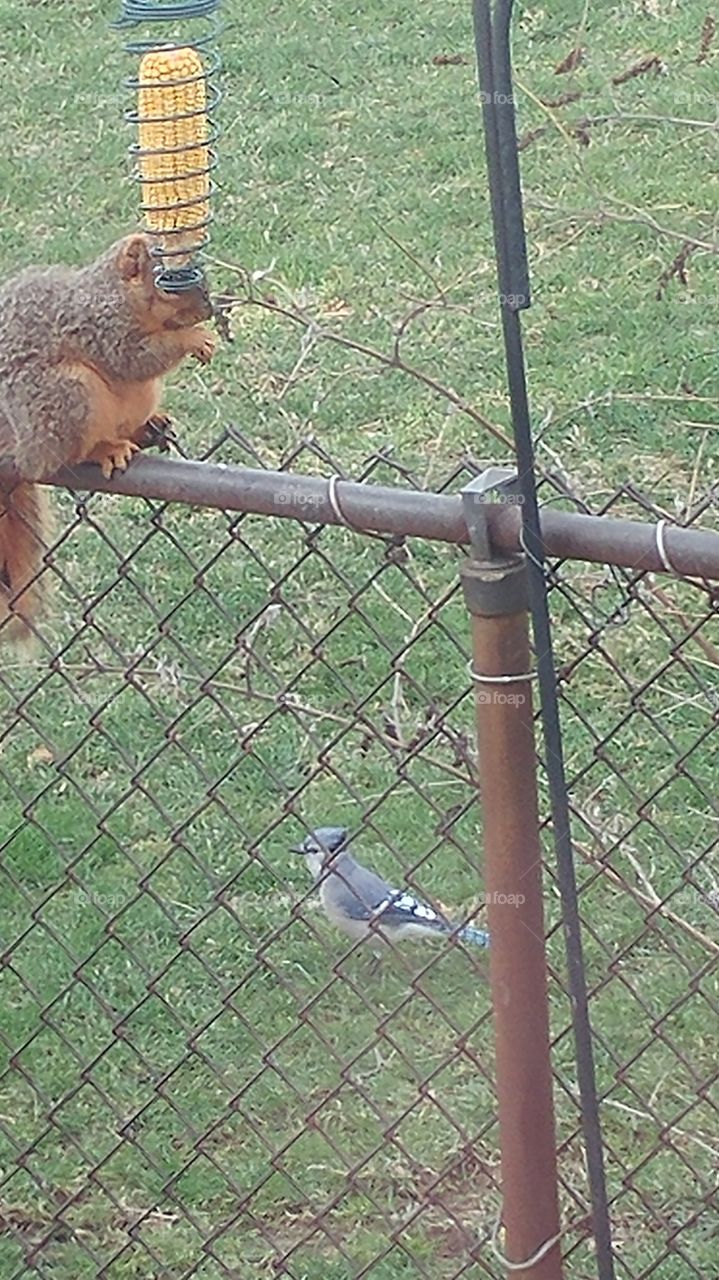 Squirrel and Blue Jay