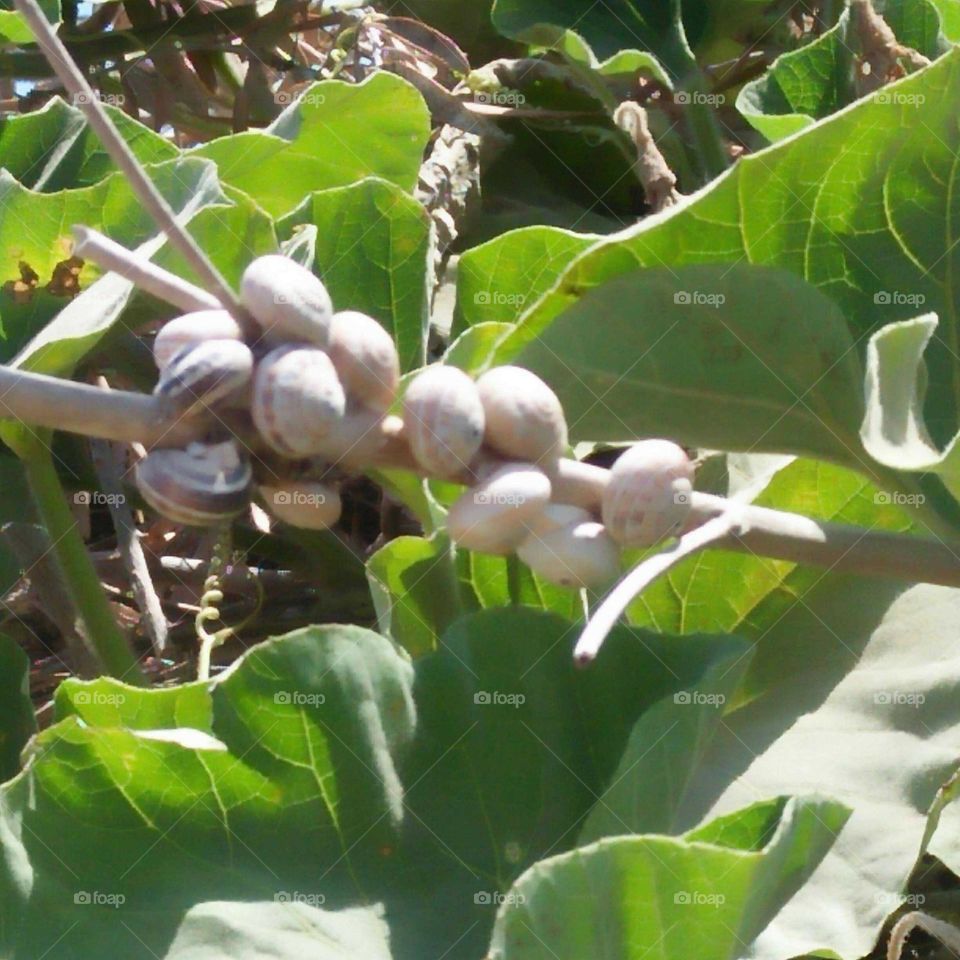 Beautiful snails on green  branches.