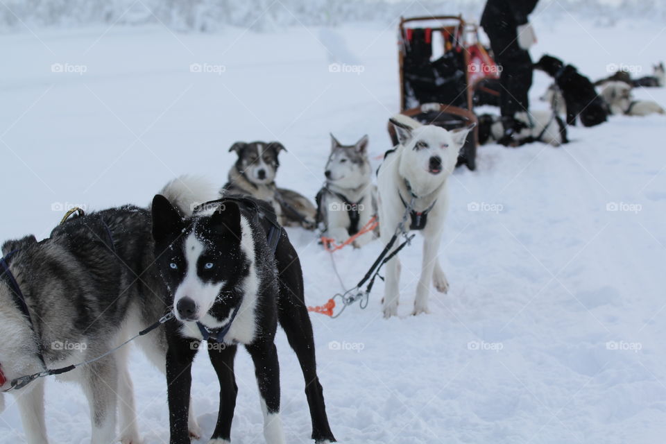 Huskies sledding in the snow, Finland