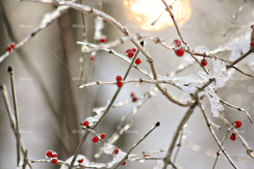 Frozen berries in ice on sticks