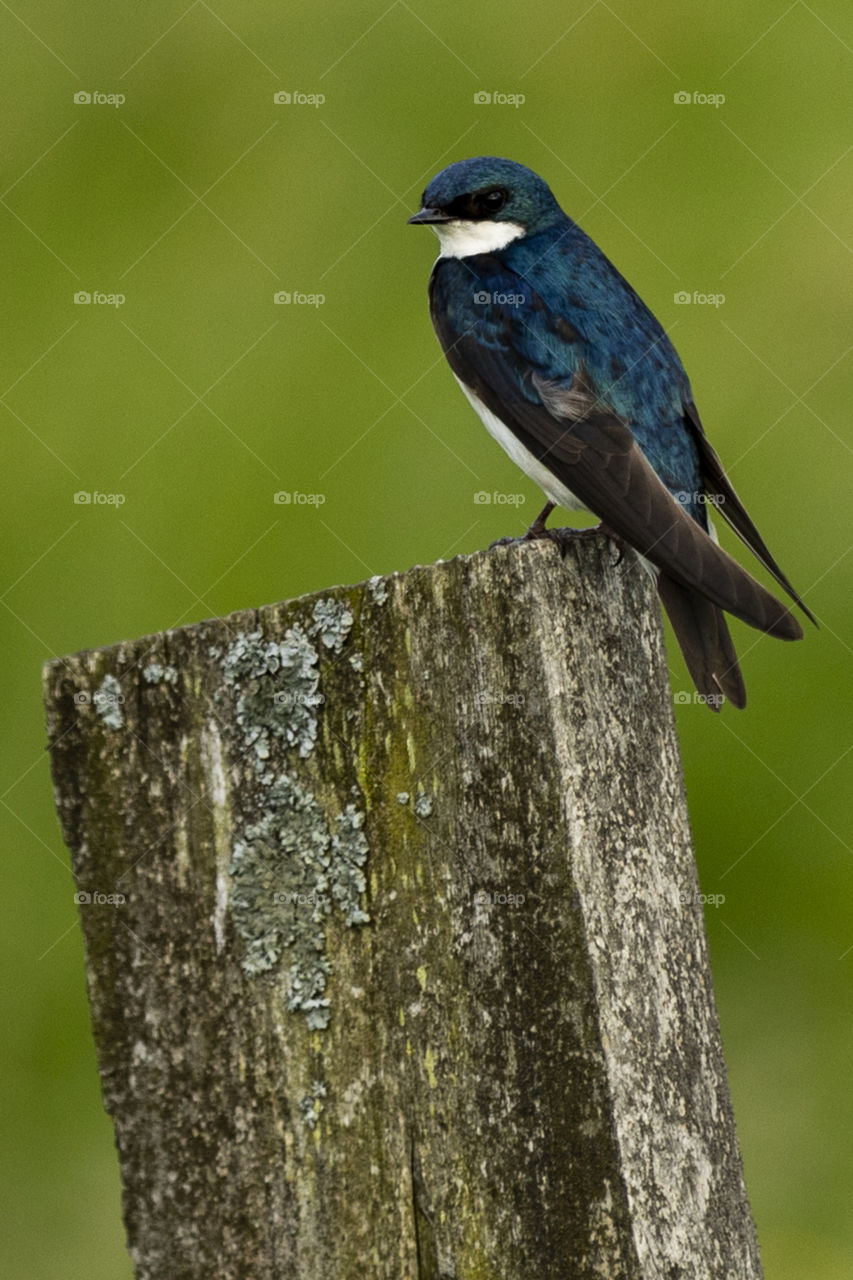 Tree Swallow perched