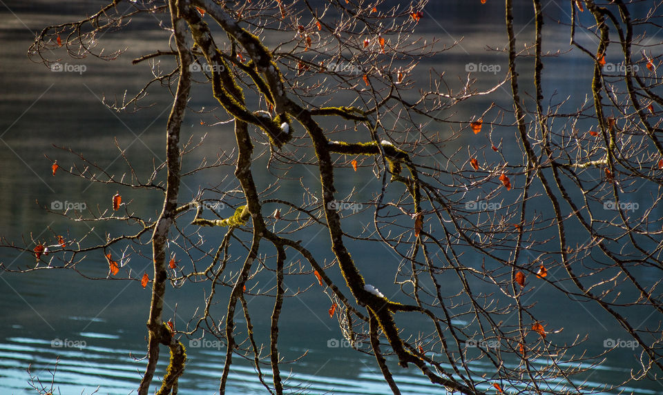 autumn branch over the alpsee, hohenschwangau
