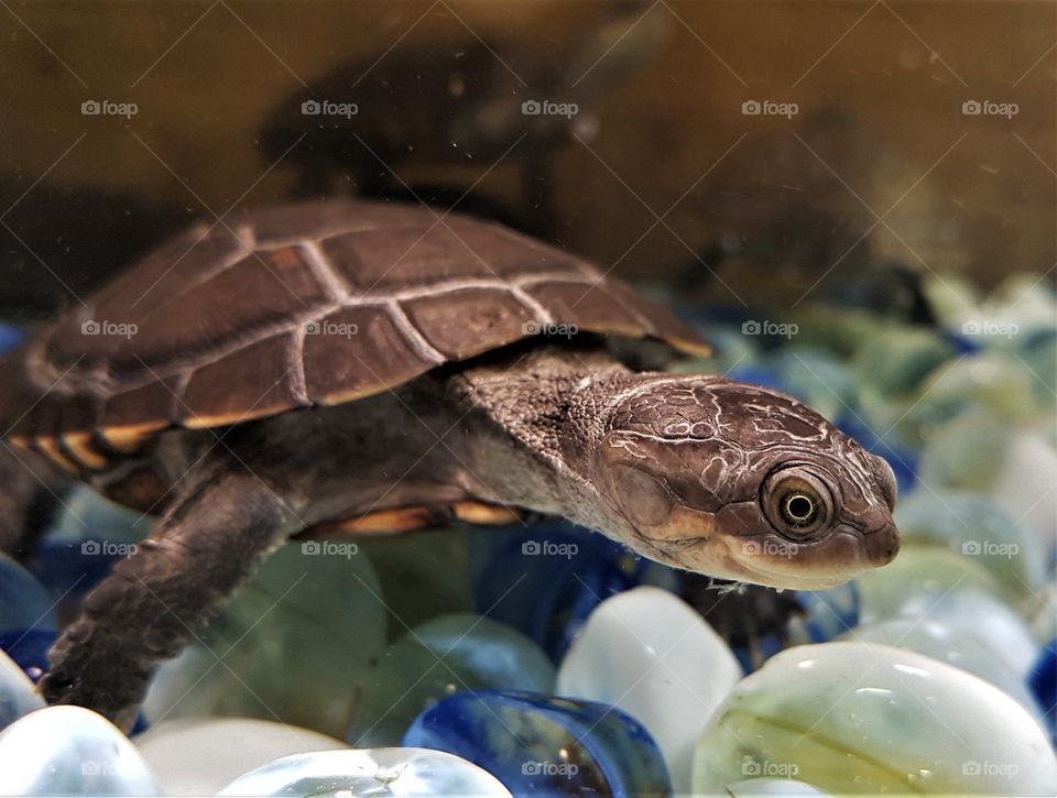 Turtle