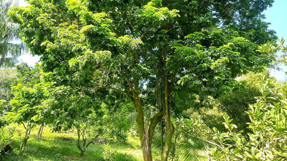 Trees, Orchard, Nature, Lush.