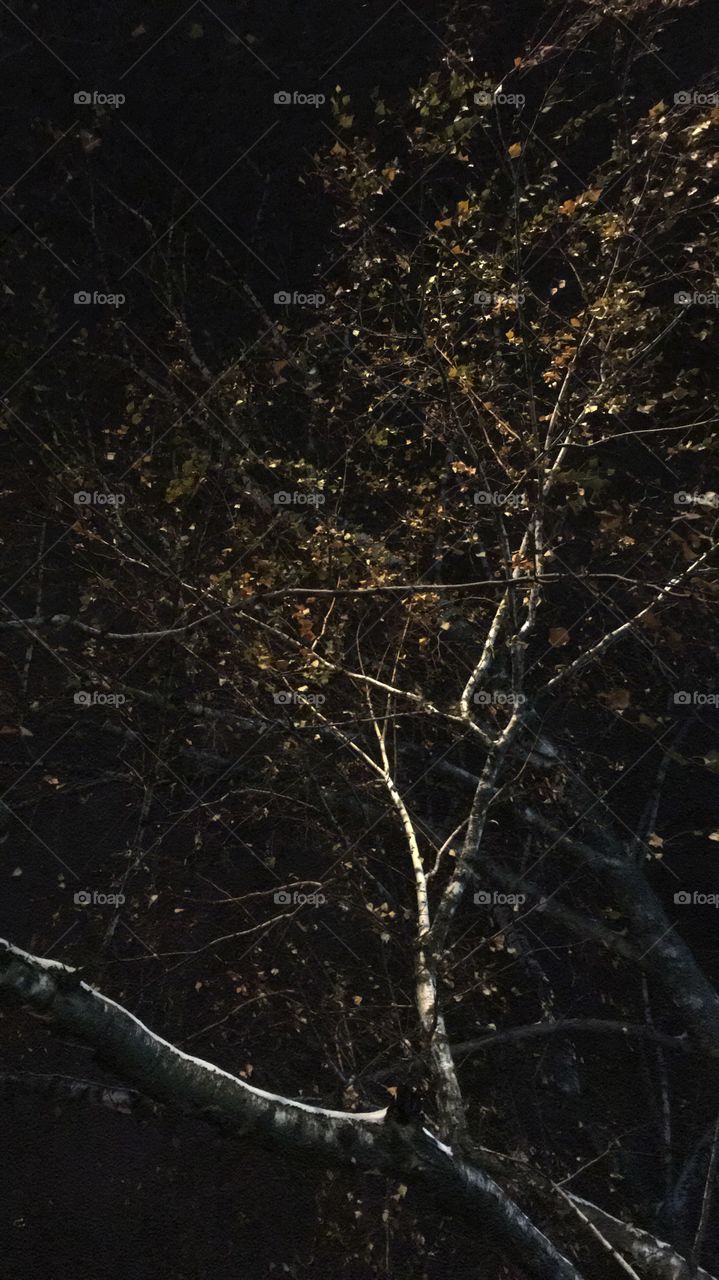 Winter night tree sky