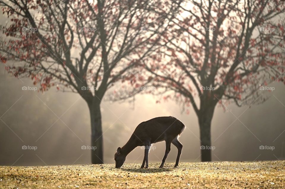 Beautiful brown colour deer