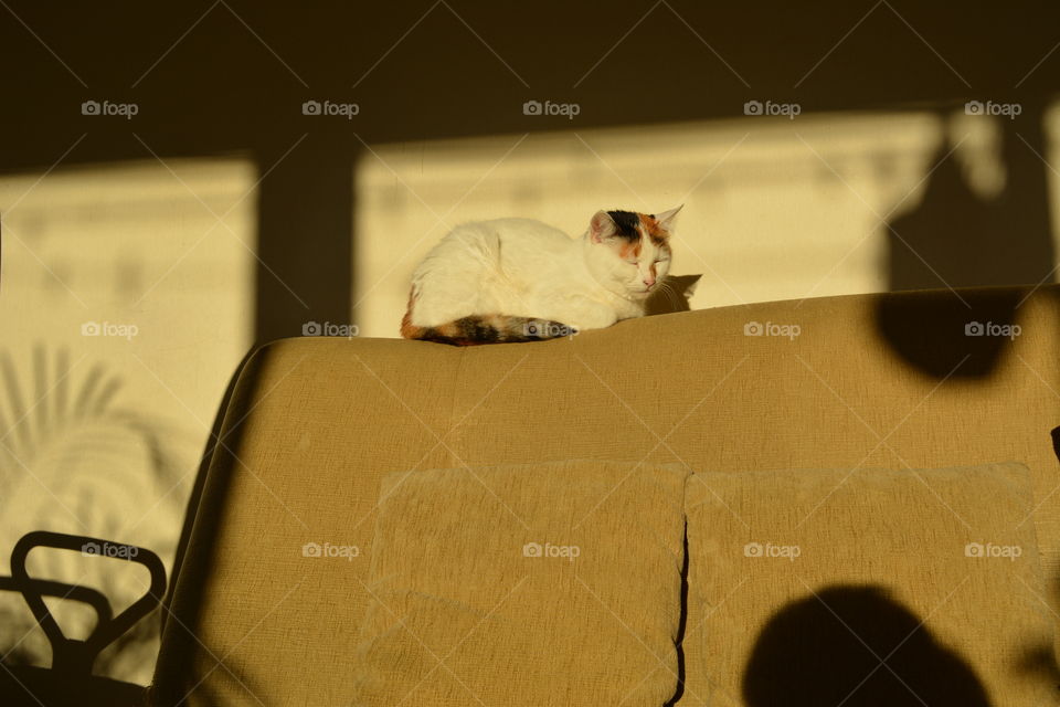 cat sleeping home in the beautiful sunlight and shadows, love pet