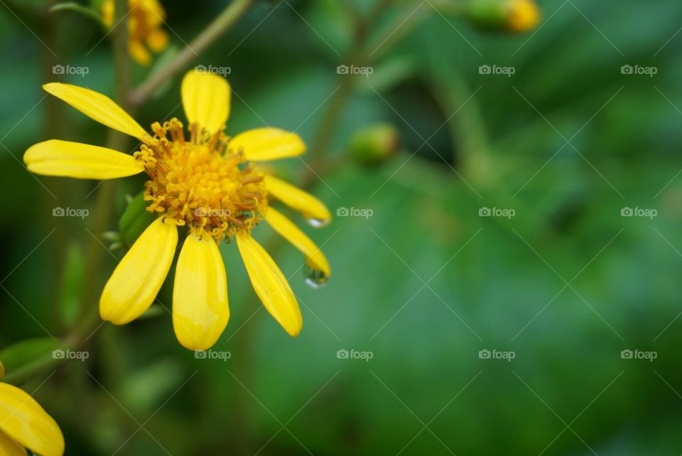 Flower Flower 