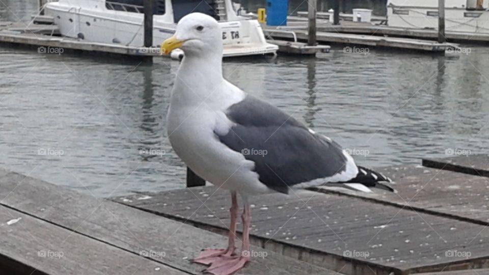 Friendly Seagull. Seagull at Pier 39 San Francisco, CA