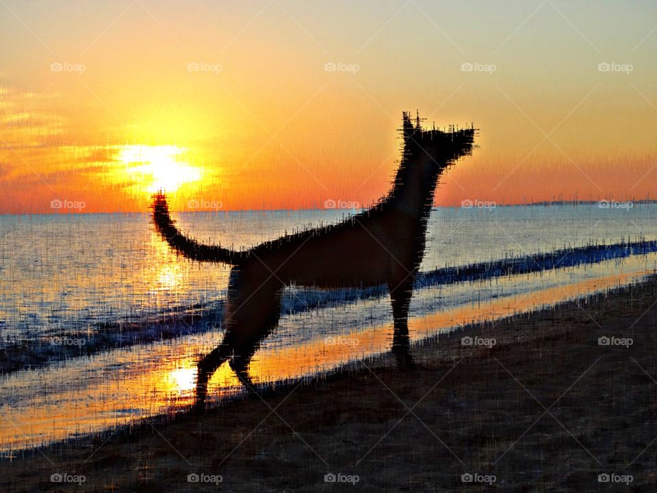 Photo art sunset dog