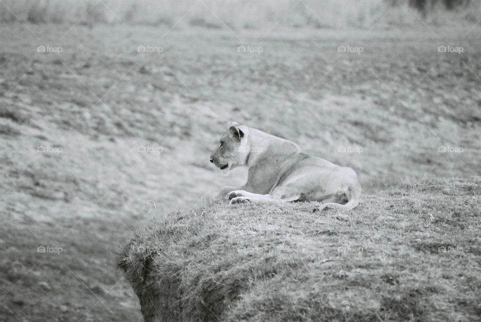 Lioness on watch