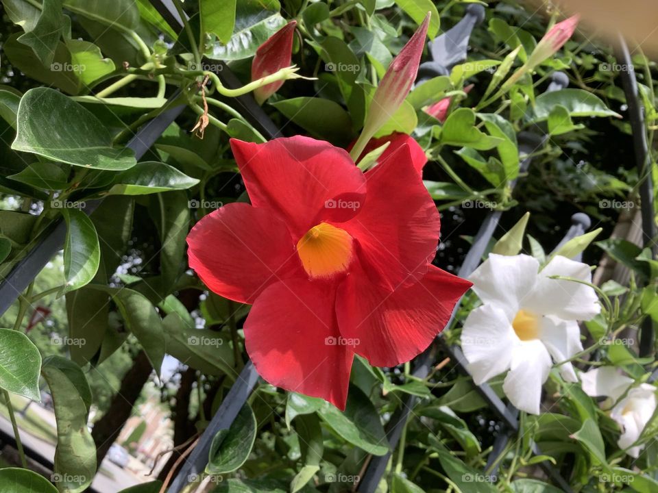 Mandevilla 