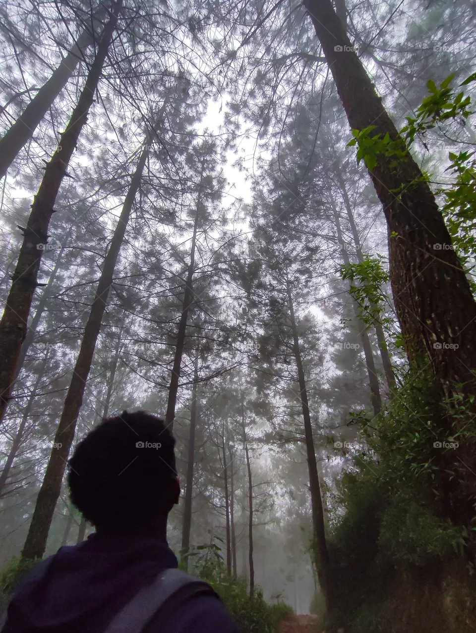 Lost in the forest