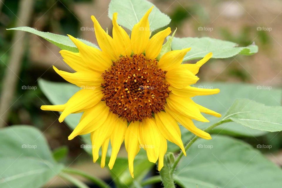 Sun flower, son of the flower