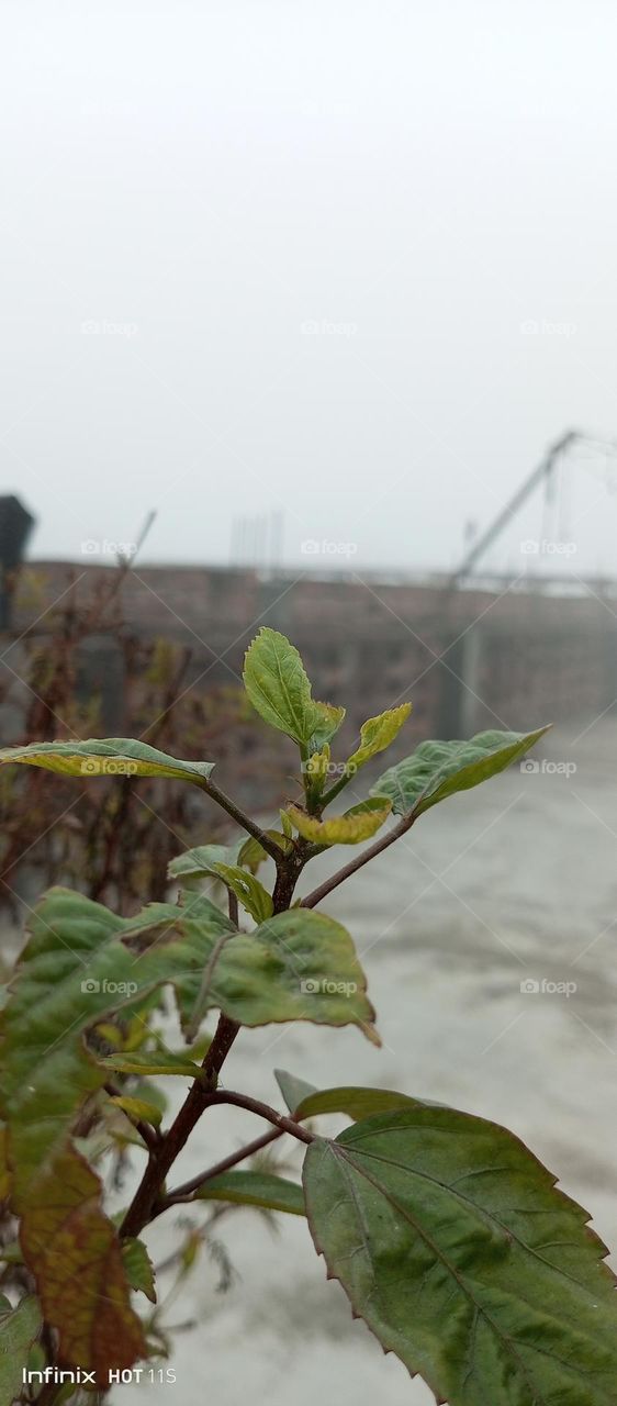 😍😍Havy fog winter with nature 😍😍