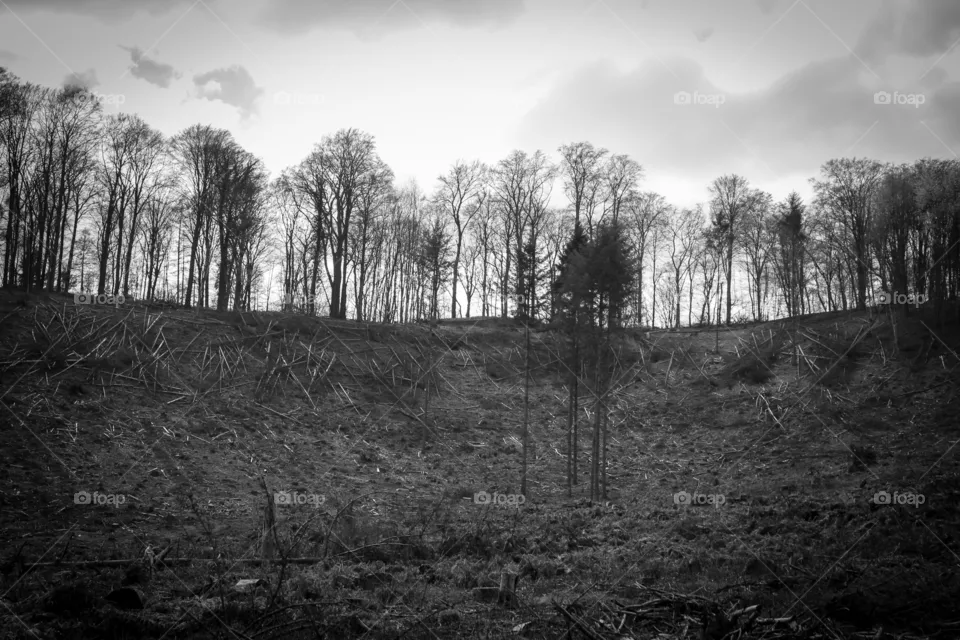 Toter Wald