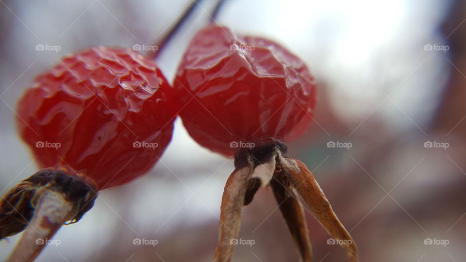 Close-up of two berries