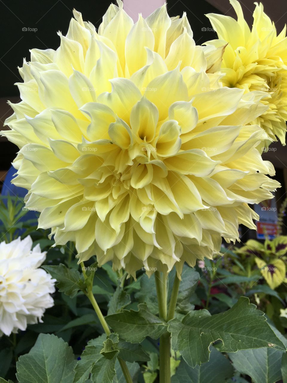 Yellow dahlia