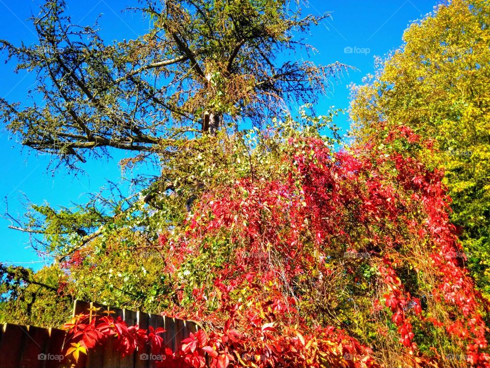 Autumn Color Blast, Broxbourne, Hertfordshire