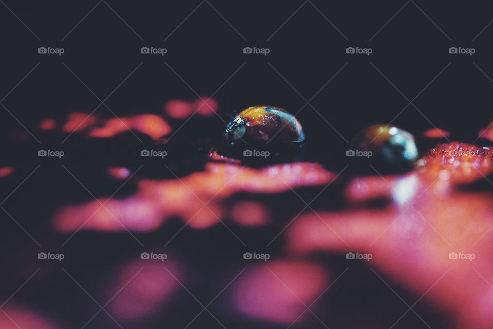 A ladybug is drops of light and shadows