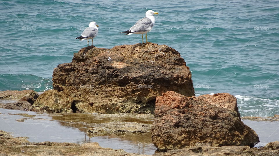 Seagulls on rock. Seagulls on rock