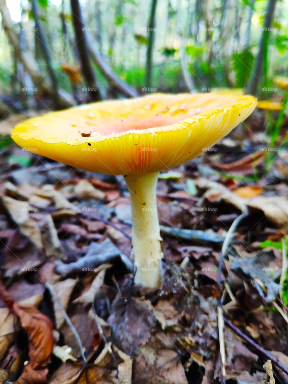 Mushroom