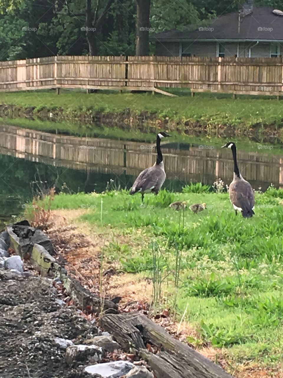 Geese and babies