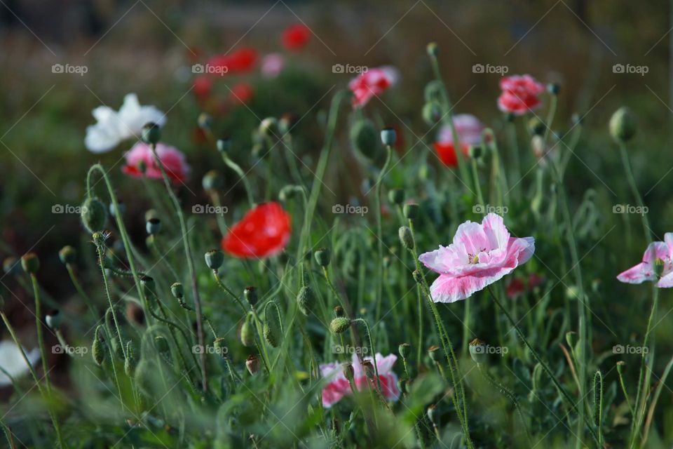 poppy flowers blooming in different colors