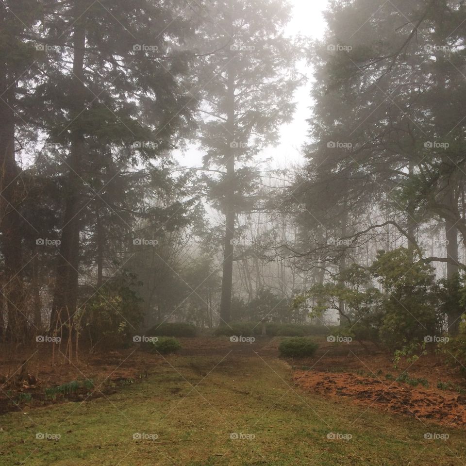 Foggy view of a garden on the Cornell campus in Ithaca with trees and rhododendrons