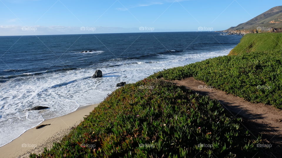 Mound of ice plant on a beach