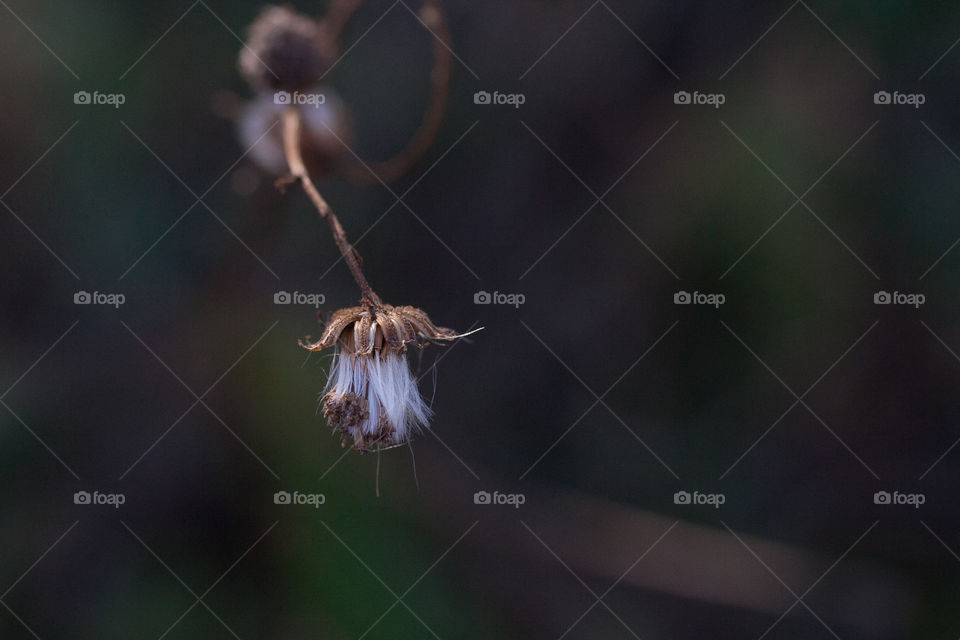 Dead flower in autumn 