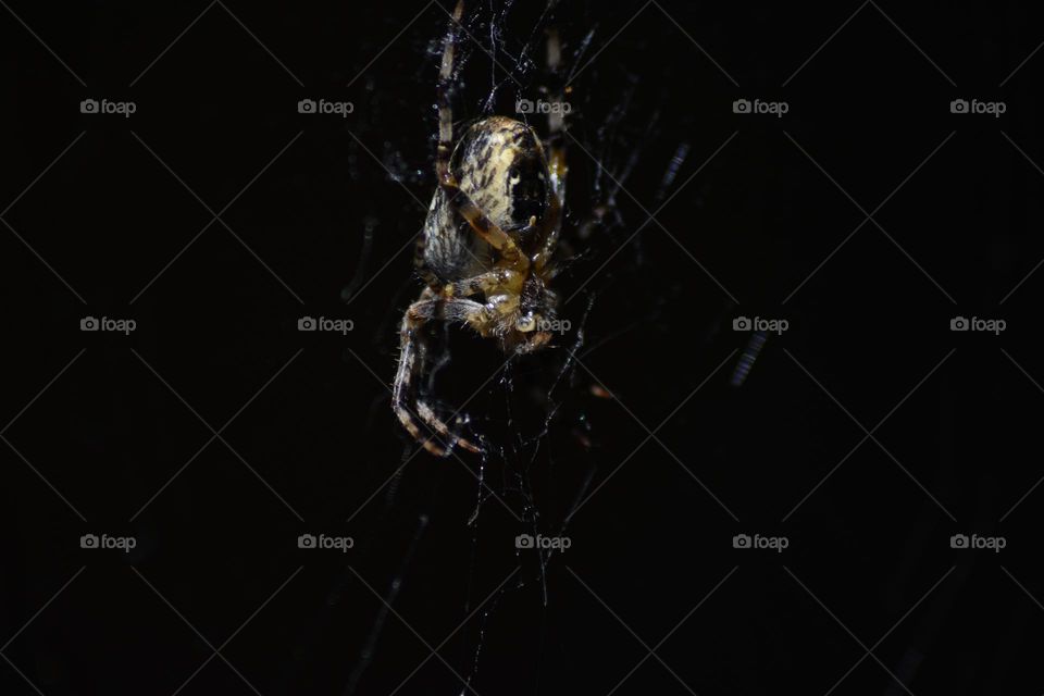 Spider on web, 1:2 macro.