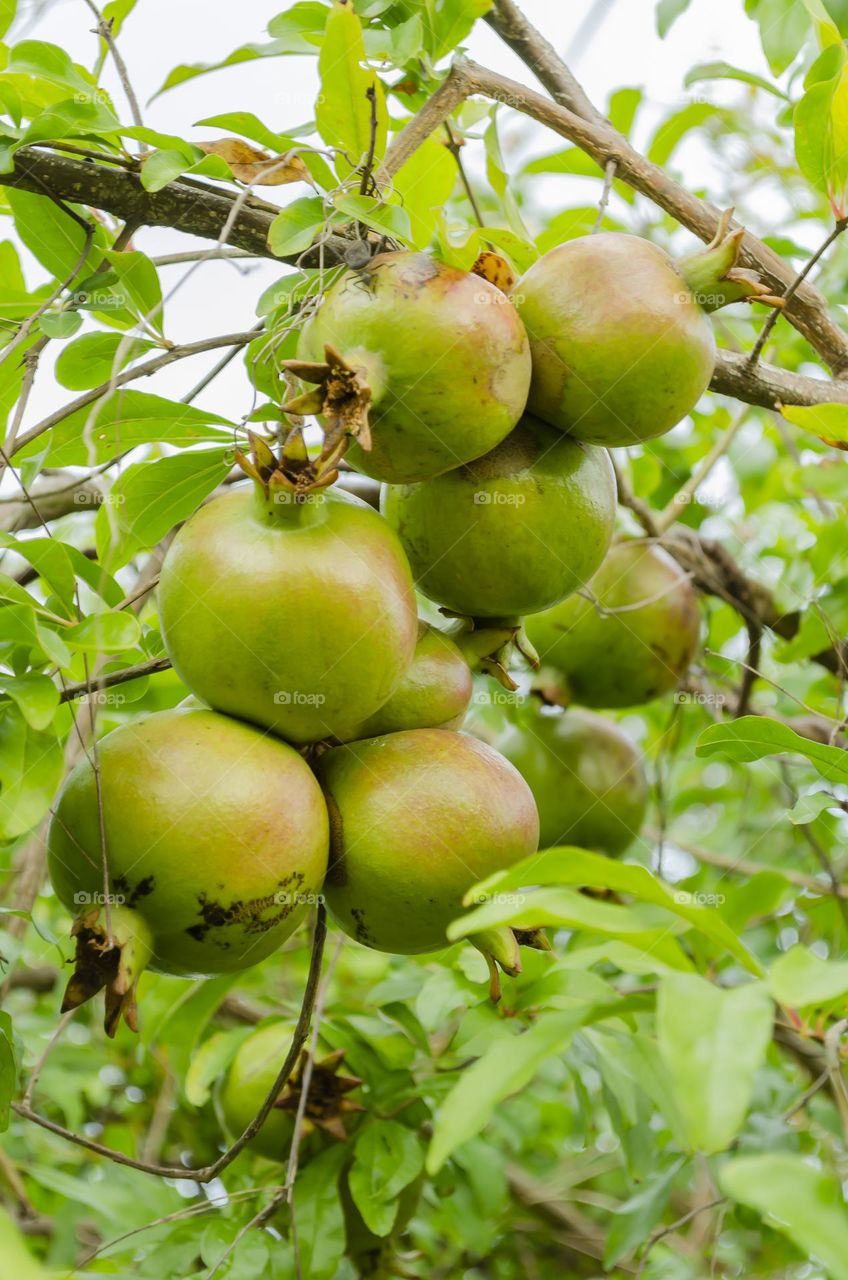 Bunch Of Pomegranates