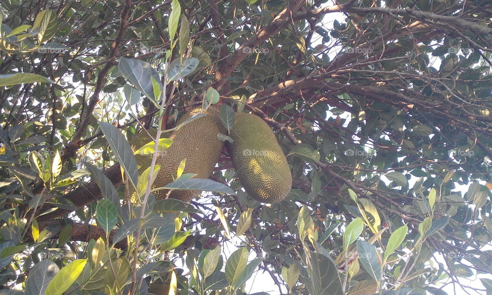 fruit on tree