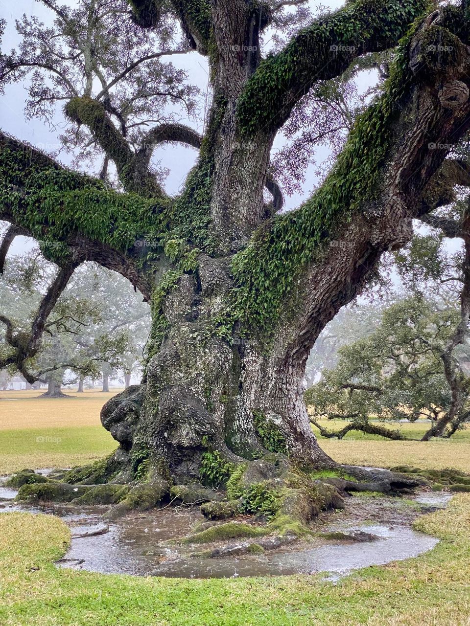 A beautiful 200 year old live oak tree with rain gathering around the roots