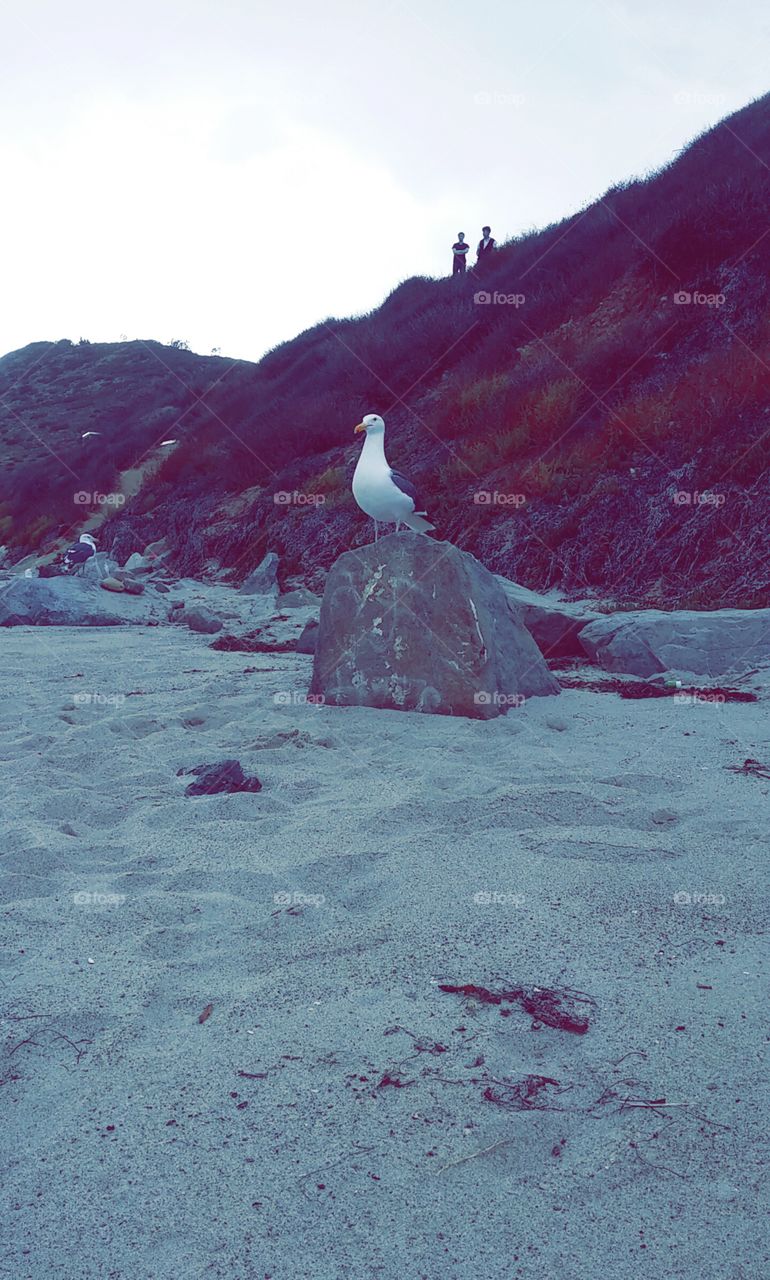 Seagulls don't exist. hanging with a friend in the sand