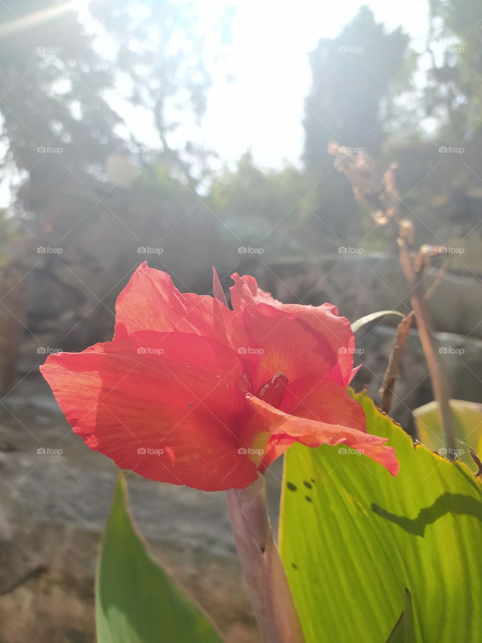 Canna Indica; brilliance of colours