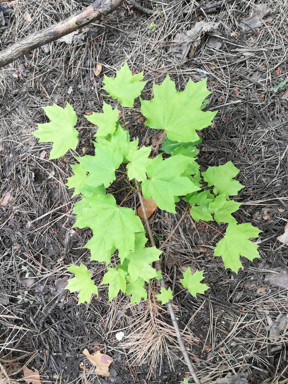 Maple young shoots