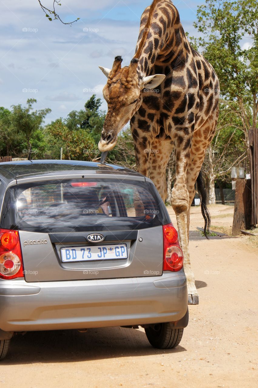 Gambit the Giraffe helped out in every way he could to get a treat 