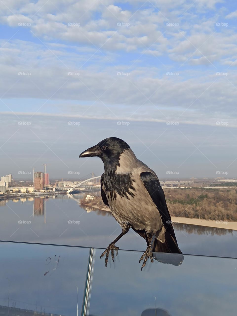 Urban Nature: wildlife