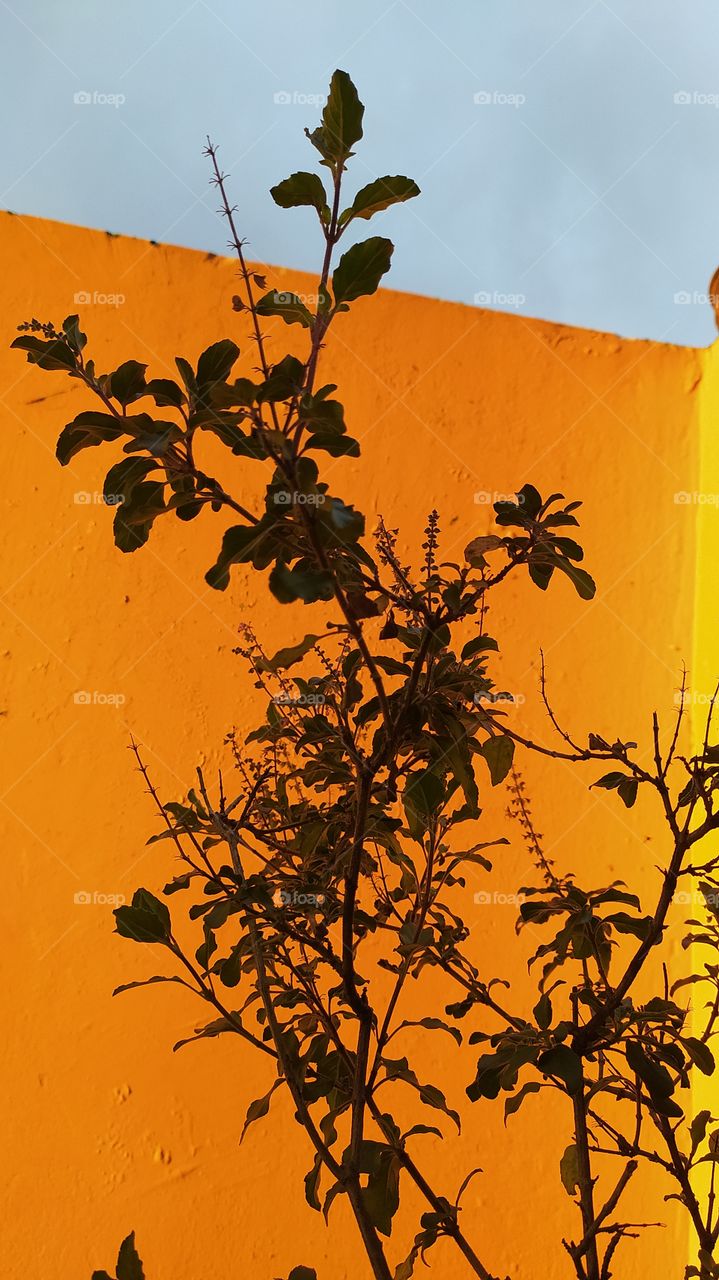 Shyam tulsi- black holy basil against orange background