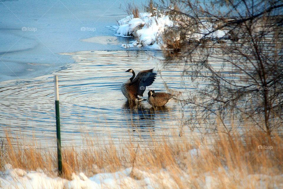 Geese Pond. A pair of Canadian Geese have found a little pond to call their own.
