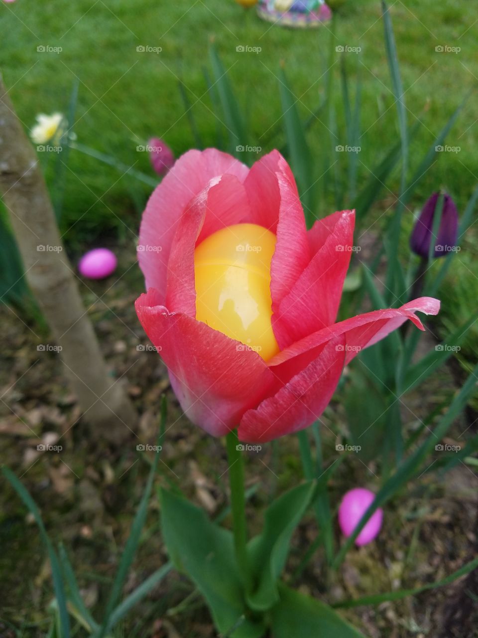 Yellow plastic Easter egg sits inside pink tulip