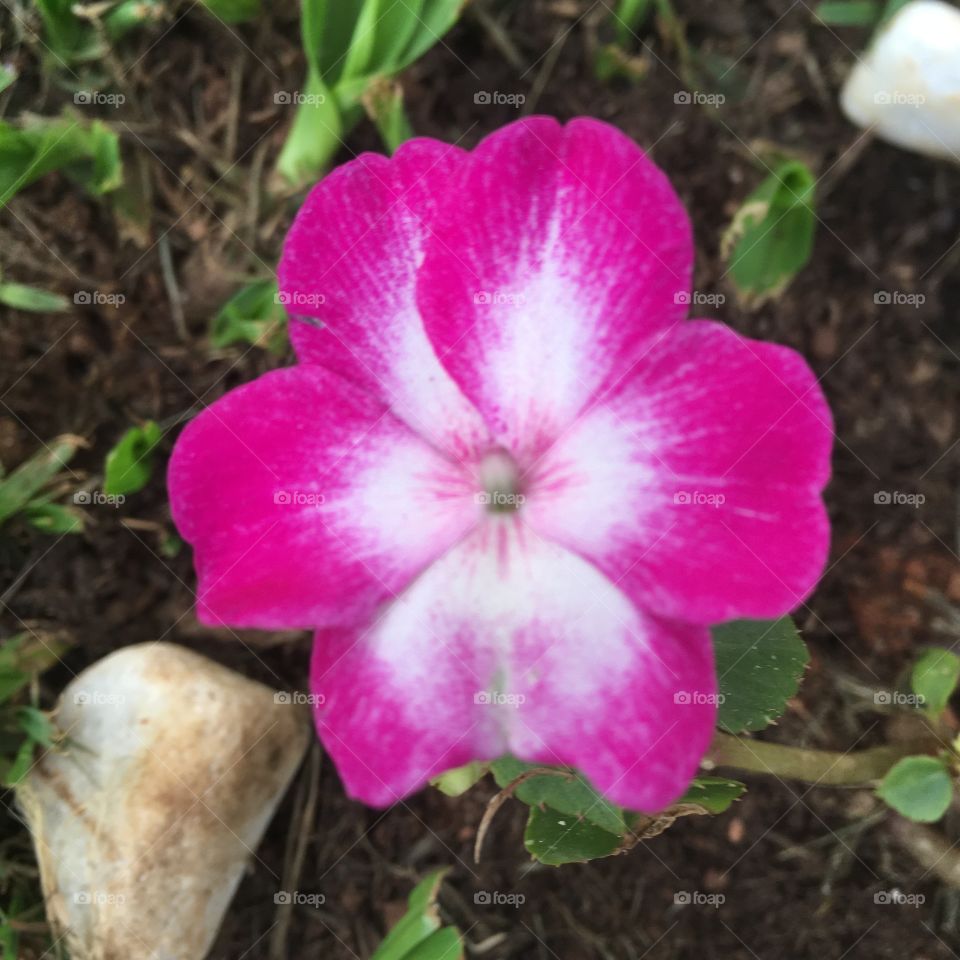 🌹 🇺🇸 Very beautiful flowers to brighten our day.  Live nature and its beauty. Did you like the delicate petals? / 🇧🇷 Flores muito bonitas para alegrar nosso dia. Viva a natureza e sua beleza. Gostaram das pétalas delicadas? 