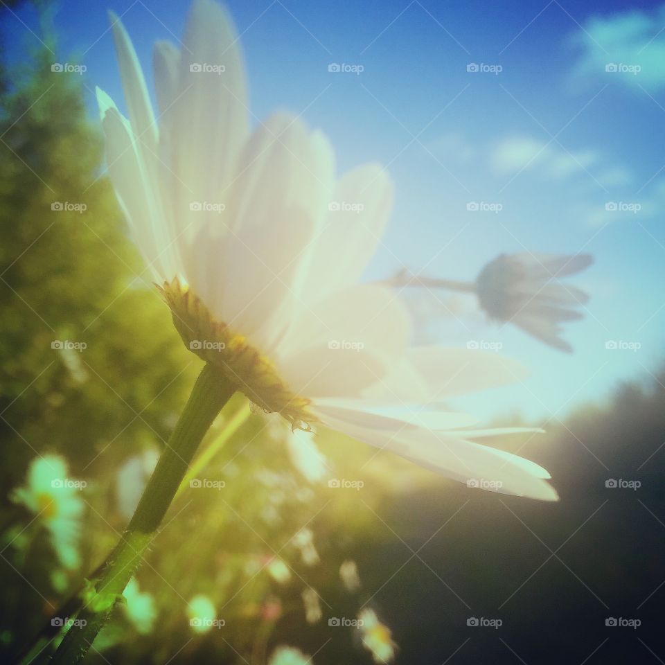 Prästkrage. I kvällssol
