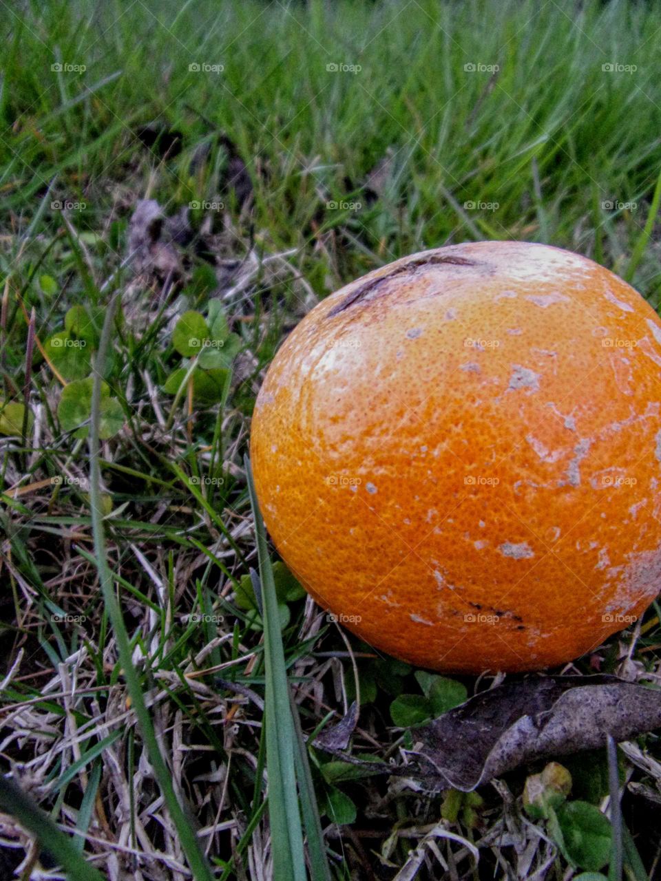 Discarded orange