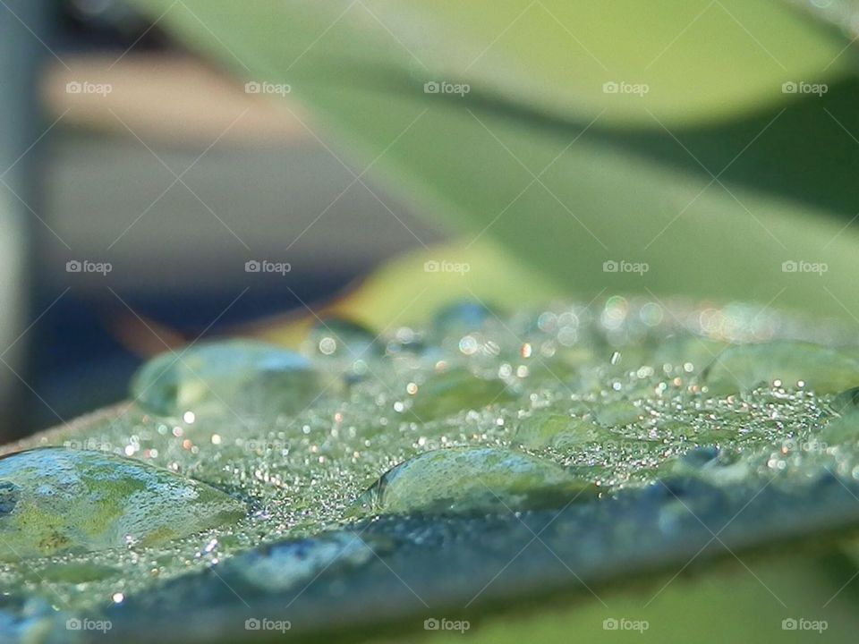 Raindrops