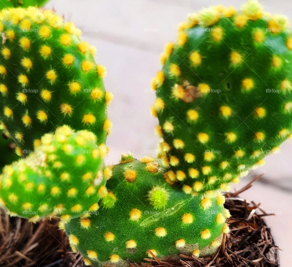 Nopal,green,face mask,health,meal,food,plant,garden,botany,blossom,spring,summer,nature,reflection,landscape,blossom,floral,thorns