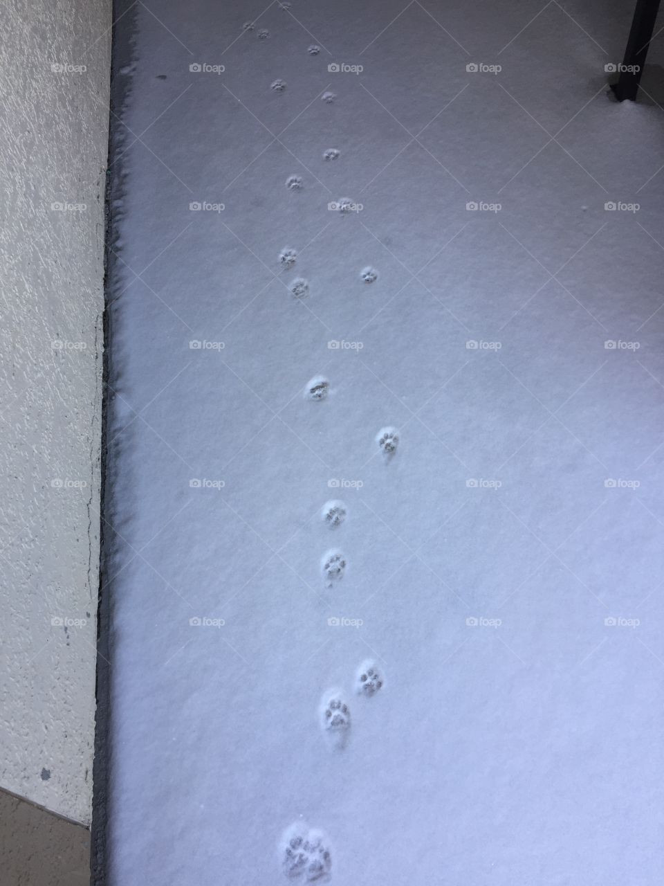 Paws in snow